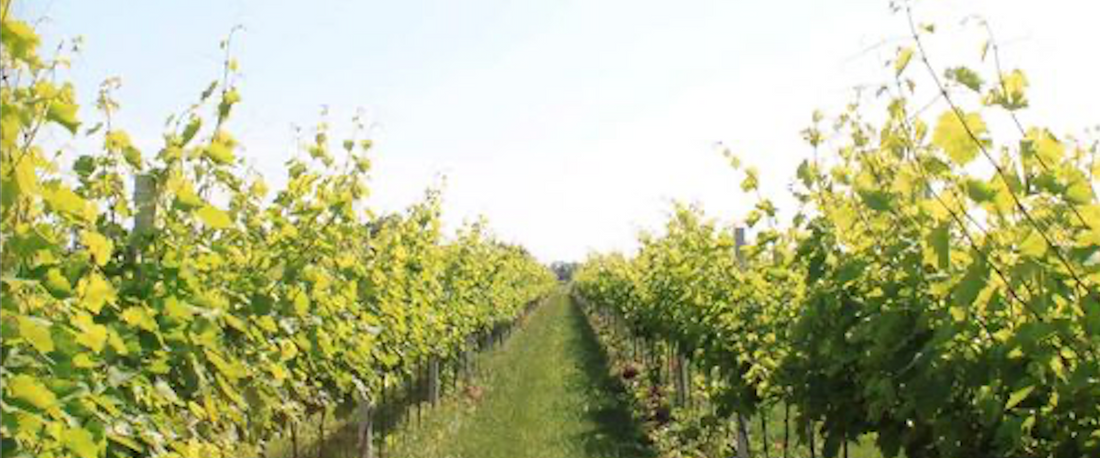 Why Organic Wines?