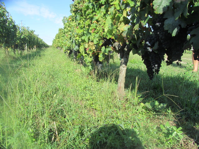 THE ORGANIC CELLAR Holiday Wine Tasting | Event Tickets