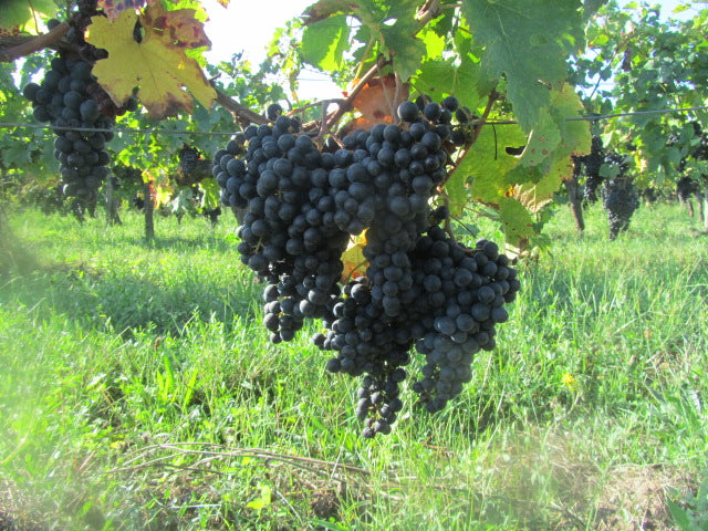 THE ORGANIC CELLAR Holiday Wine Tasting | Event Tickets