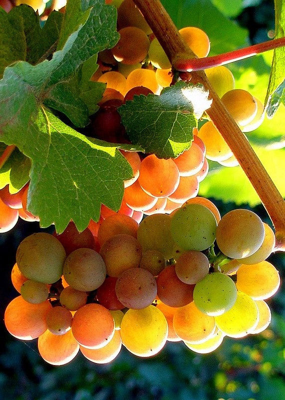 What you need to know about Sugars, Alcohols and Yeast in Wines!