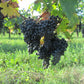 THE ORGANIC CELLAR  Holiday Wine Tasting | Event Tickets